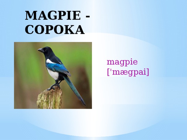 MAGPIE - СОРОКА magpie ['mægpai] 