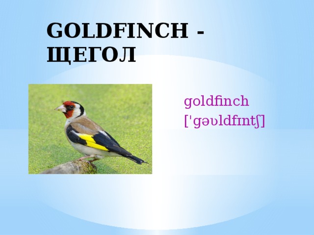 GOLDFINCH - ЩЕГОЛ  goldfinch  ['gəʋldfɪntʃ] 