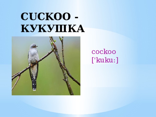 CUCKOO - КУКУШКА cockoo ['kuku:] 
