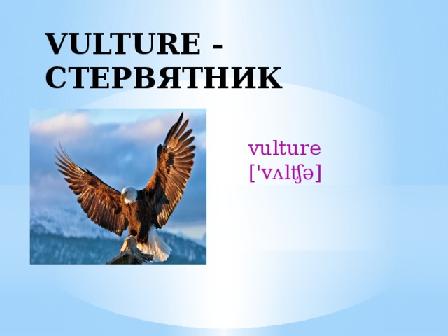 VULTURE - CТЕРВЯТНИК vulture ['vʌlʧə] 