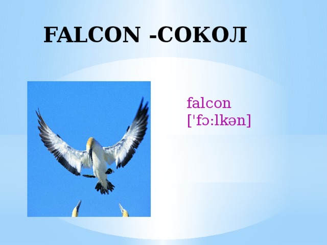 FALCON -CОКОЛ falcon ['fɔ:lkən] 