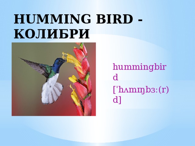 HUMMING BIRD - КОЛИБРИ  hummingbird [ˈhʌmɪŋbɜː(r)d] 