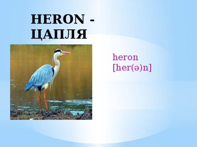 HERON - ЦАПЛЯ heron [her(ə)n] 