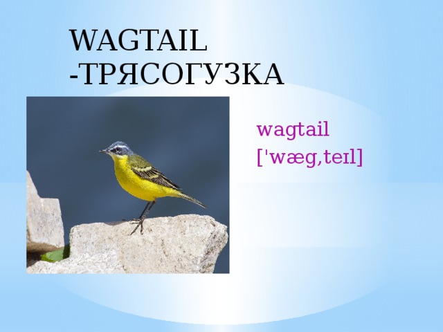 WAGTAIL -ТРЯСОГУЗКА wagtail ['wæg‚teɪl] 