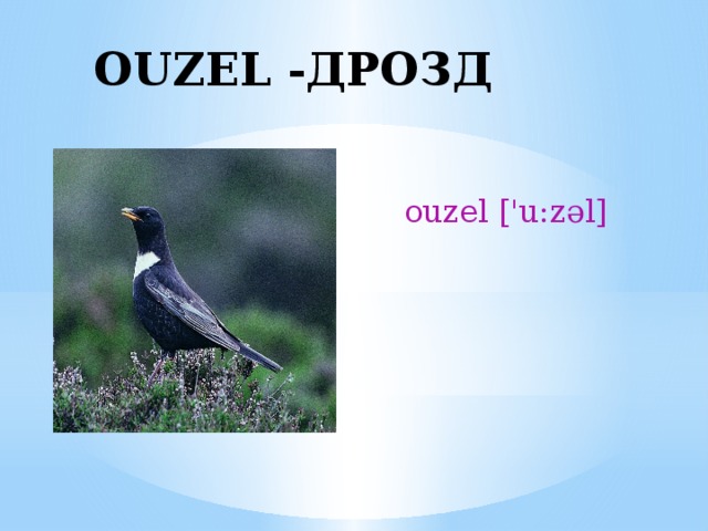 OUZEL -ДРОЗД ouzel ['u:zəl] 