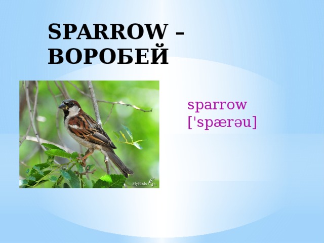 SPARROW – ВОРОБЕЙ sparrow ['spærəu] 