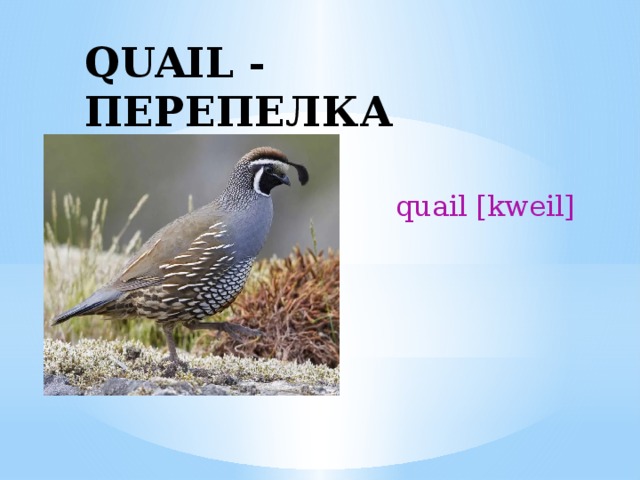 QUAIL - ПЕРЕПЕЛКА quail [kweil] 