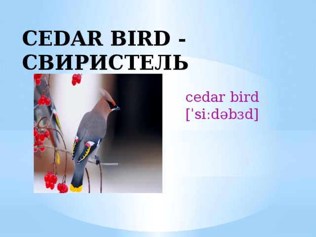CEDAR BIRD - СВИРИСТЕЛЬ cedar bird [ˈsiːdəbɜd] 