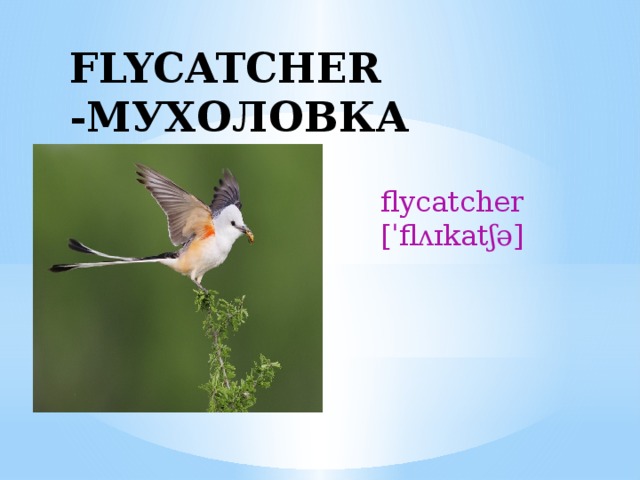 FLYCATCHER -МУХОЛОВКА flycatcher [ˈflʌɪkatʃə] 