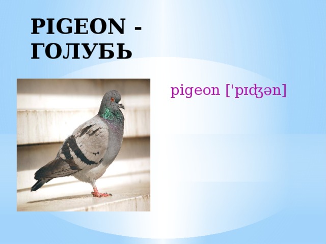 PIGEON - ГОЛУБЬ pigeon ['pɪʤən] 