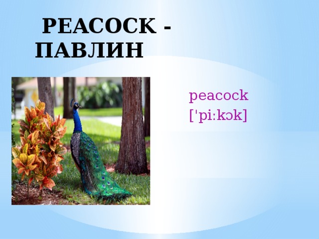  PEACOCK - ПАВЛИН  peacock  ['piːkɔk] 