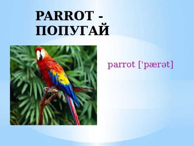 PARROT - ПОПУГАЙ parrot ['pærət] 