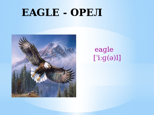 EAGLE - ОРЕЛ  eagle [ˈiːɡ(ə)l] 