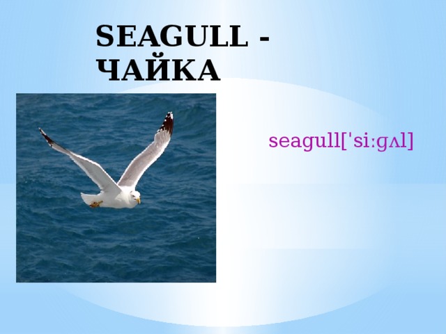 SEAGULL - ЧАЙКА seagull[ˈsiːɡʌl] 