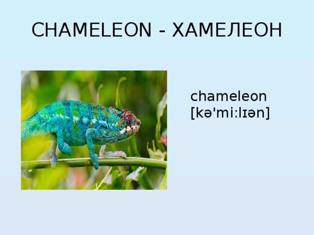 CHAMELEON - ХАМЕЛЕОН chameleon [kə'mi:lɪən] 