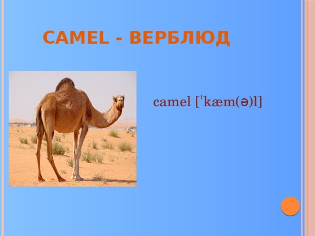 Camel - верблюд camel [ˈkæm(ə)l] 