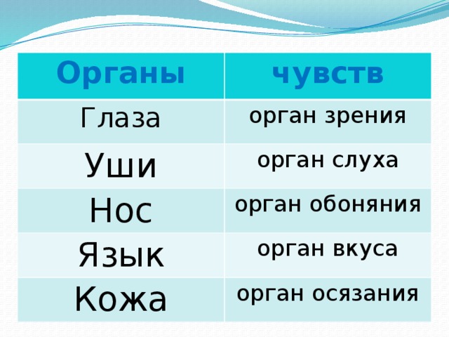 Органы чувств Глаза орган зрения Уши орган слуха Нос орган обоняния Язык орган вкуса Кожа орган осязания