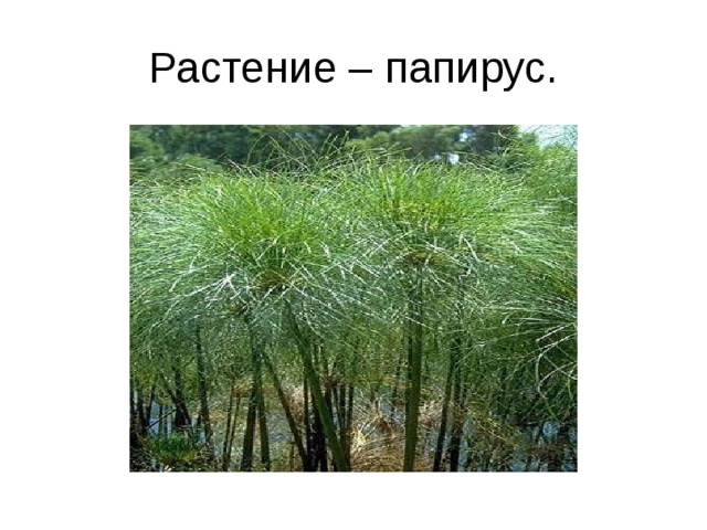 Растение – папирус. 