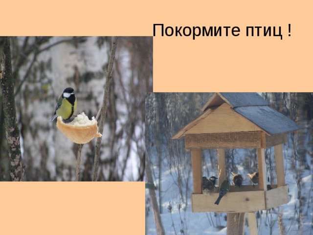 Покормите птиц !