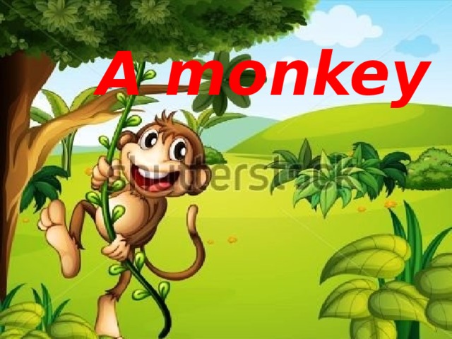 A monkey 