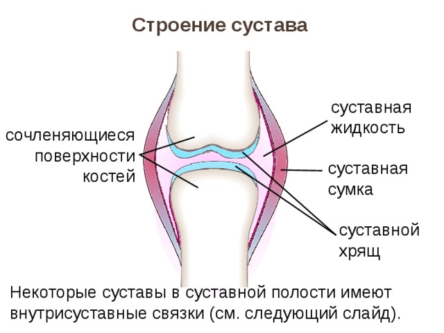 Строение сустава суставная жидкость сочленяющиеся поверхности костей суставная сумка суставной хрящ Некоторые суставы в суставной полости имеют внутрисуставные связки (см. следующий слайд). 
