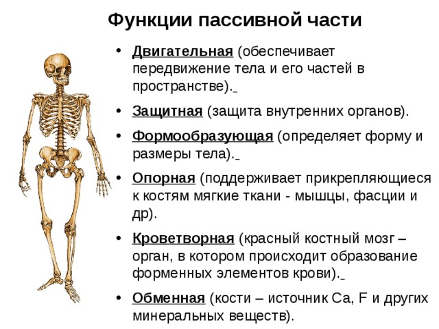 Функции пассивной части Двигательная  (обеспечивает передвижение тела и его частей в пространстве).  Защитная  (защита внутренних органов). Формообразующая (определяет форму и размеры тела).  Опорная  (поддерживает прикрепляющиеся к костям мягкие ткани - мышцы, фасции и др). Кроветворная  (красный костный мозг – орган, в котором происходит образование форменных элементов крови).  Обменная  (кости – источник Ca , F и других минеральных веществ). 