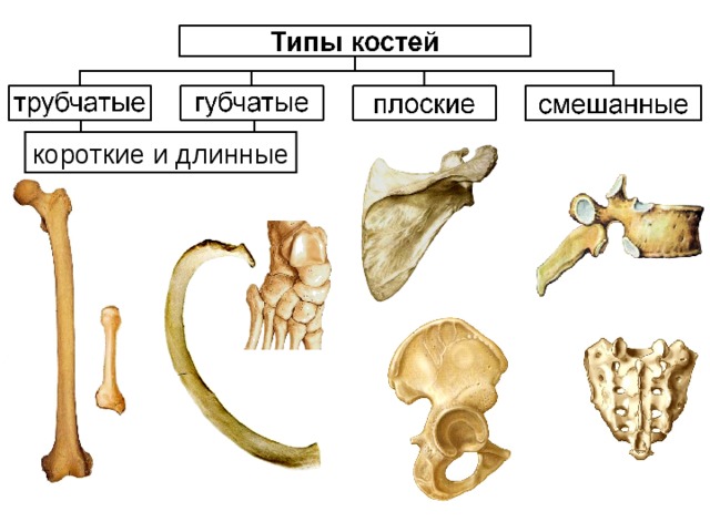 короткие и длинные 