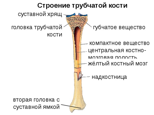 Строение трубчатой кости суставной хрящ губчатое вещество головка трубчатой кости компактное вещество центральная костно- мозговая полость жёлтый костный мозг надкостница вторая головка с суставной ямкой 