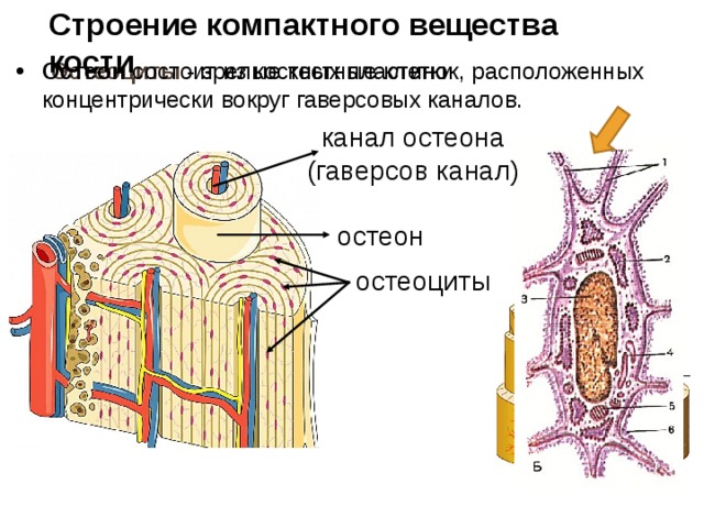 Строение компактного вещества кости Остеоциты - зрелые костные клетки Остеон состоит из костных пластинок, расположенных концентрически вокруг гаверсовых каналов. канал остеона (гаверсов канал) остеон остеоциты 