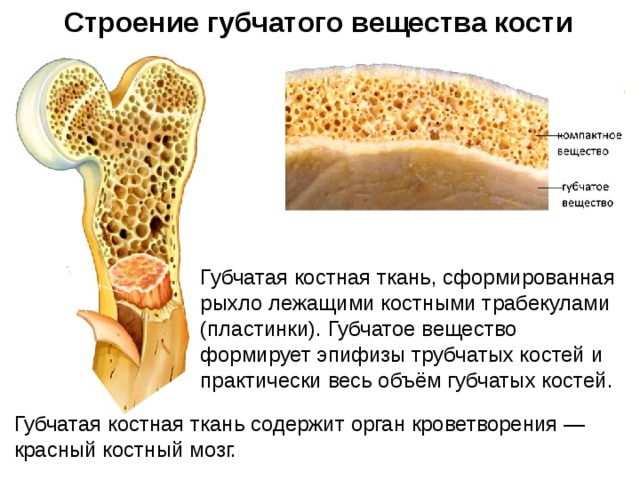 Строение губчатого вещества кости Губчатая костная ткань, сформированная рыхло лежащими костными трабекулами (пластинки). Губчатое вещество формирует эпифизы трубчатых костей и практически весь объём губчатых костей. Губчатая костная ткань содержит орган кроветворения — красный костный мозг. 