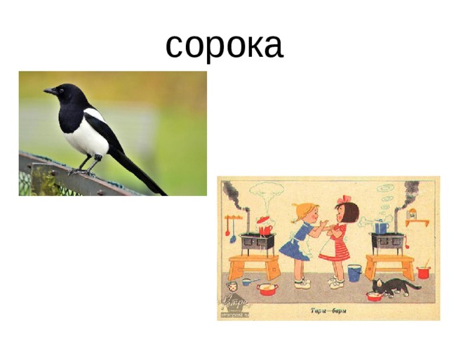 сорока 