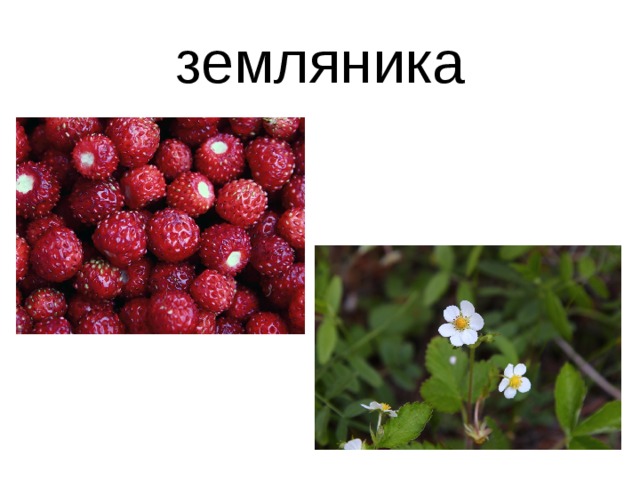 земляника 