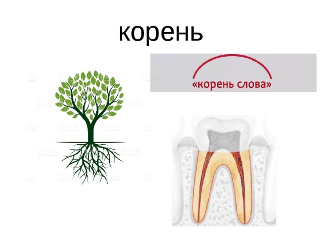 корень 