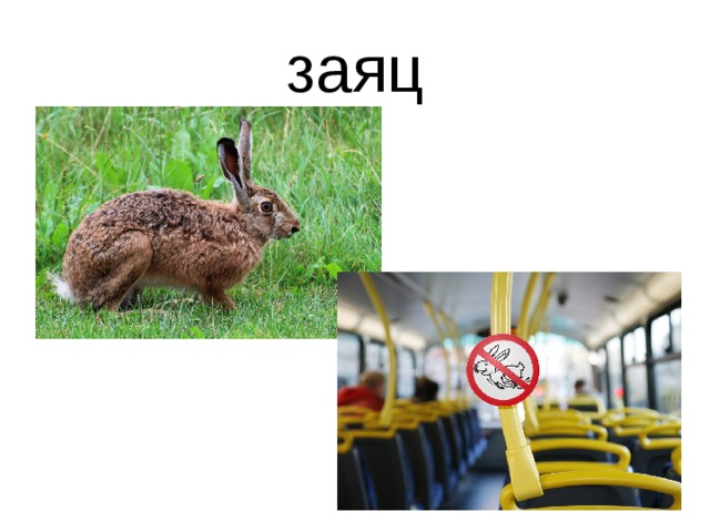 заяц 