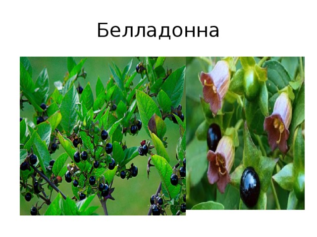 Белладонна 