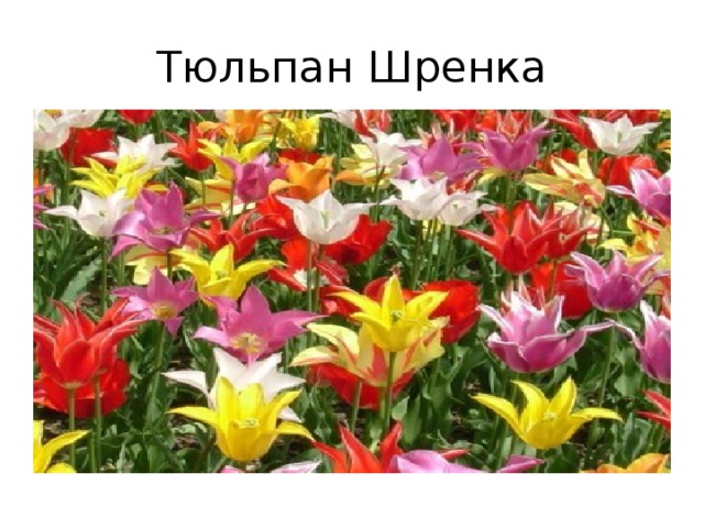 Тюльпан Шренка 
