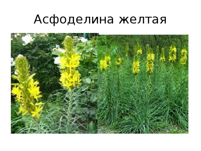 Асфоделина желтая 