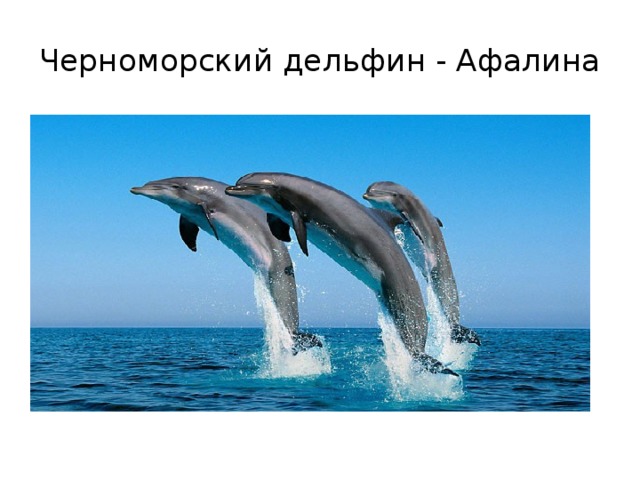 Черноморский дельфин - Афалина 