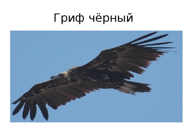 Гриф чёрный 