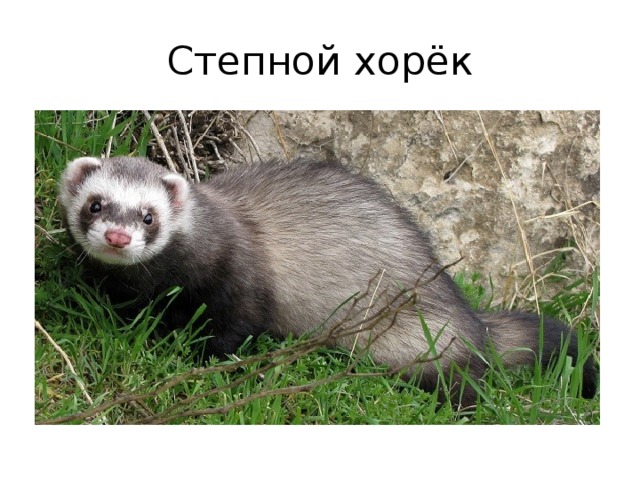 Степной хорёк 