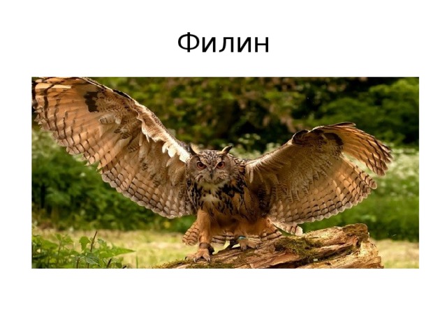 Филин 