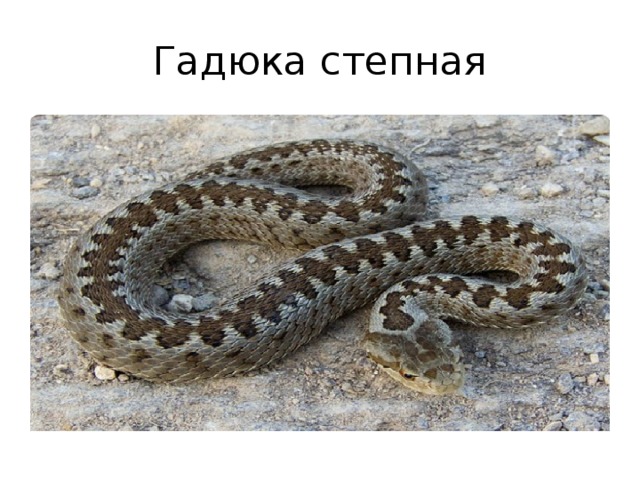 Гадюка степная 