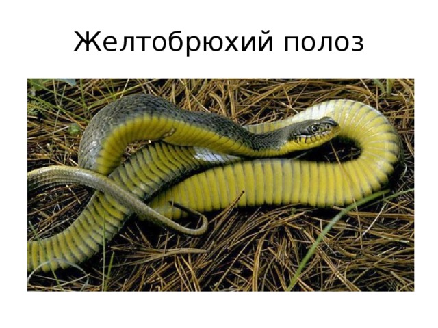 Желтобрюхий полоз 