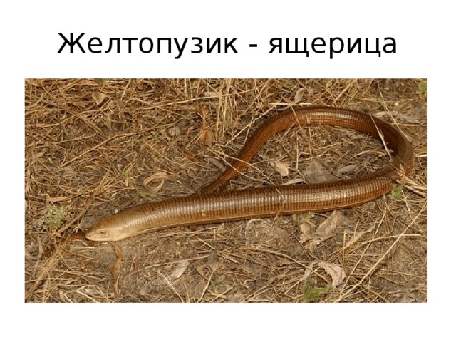 Желтопузик - ящерица 
