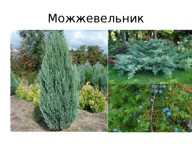 Можжевельник 