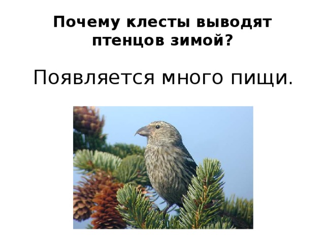 Почему клесты выводят птенцов зимой? Появляется много пищи. 