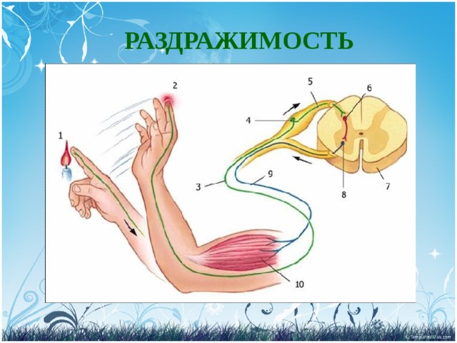 РАЗДРАЖИМОСТЬ 