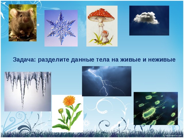 Задача: разделите данные тела на живые и неживые 