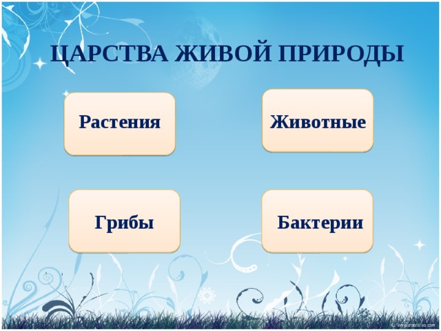 ЦАРСТВА ЖИВОЙ ПРИРОДЫ Растения Животные Бактерии Грибы 