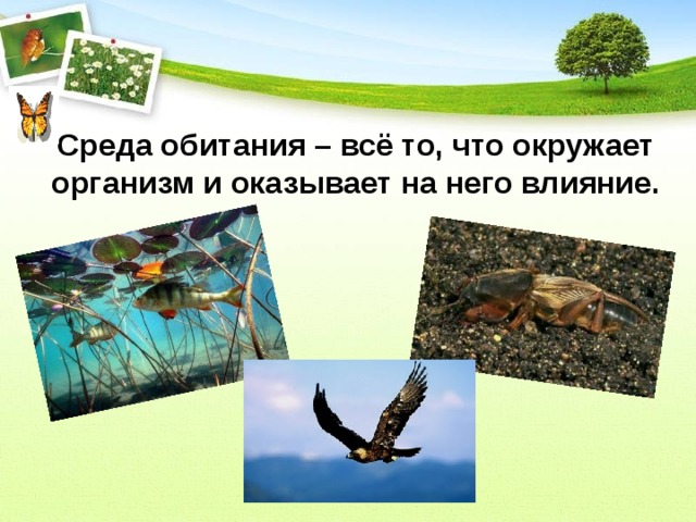 Среда обитания – всё то, что окружает организм и оказывает на него влияние. 